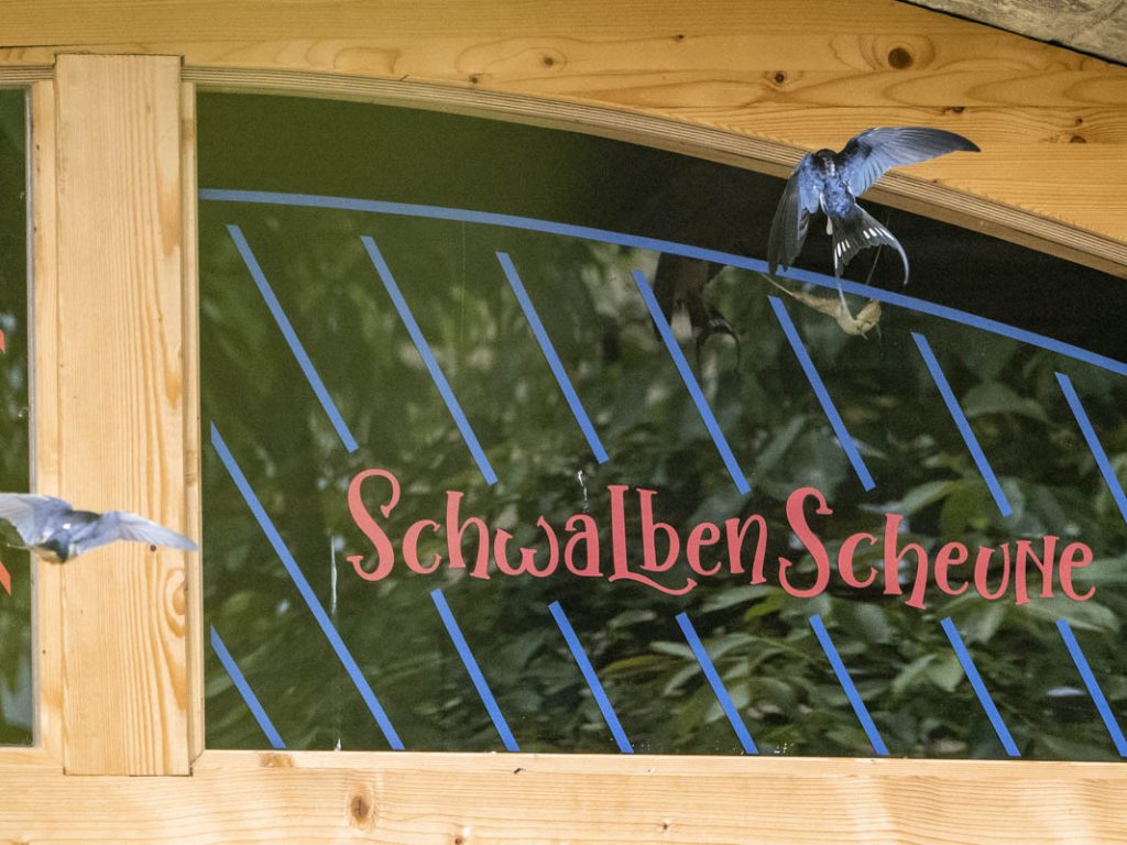 Hinterland Hostel Sächsische Schweiz Nabu Schwalben Nachhaltigkeit Naturschutz Scheune