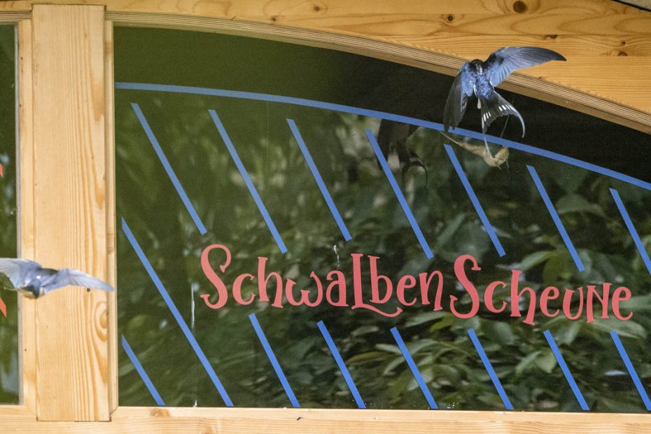 Hinterland Hostel Sächsische Schweiz Nabu Schwalben Nachhaltigkeit Naturschutz Scheune